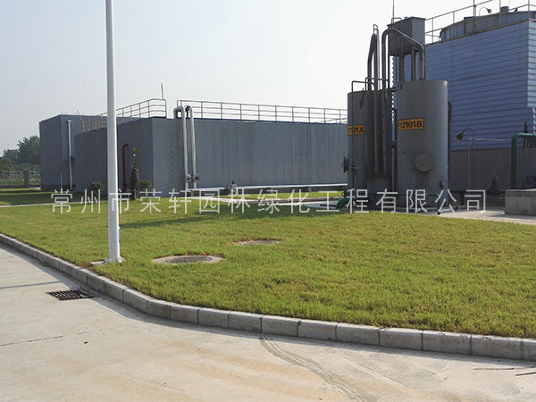 籽播種植的草坪